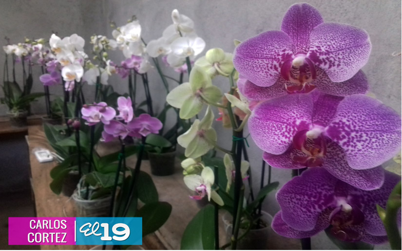orquideas